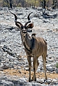 Adult Kudu 1867